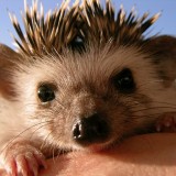 2004-3065franks-hedgehog