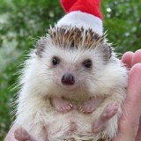 Christmashedgehogs2
