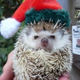 Christmashedgehogs3
