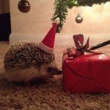 Christmashedgehogs5
