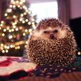 Christmashedgehogs7