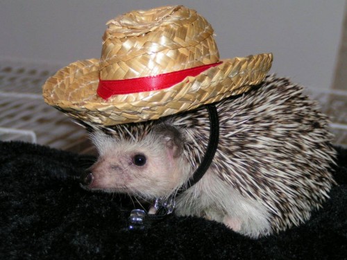 Calvin ready for the rodeo