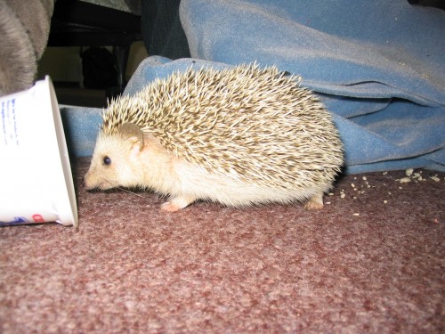 Hedgehog 009