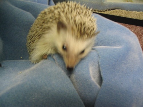 Hedgehog 016