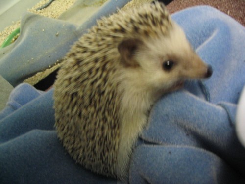 Hedgehog 018