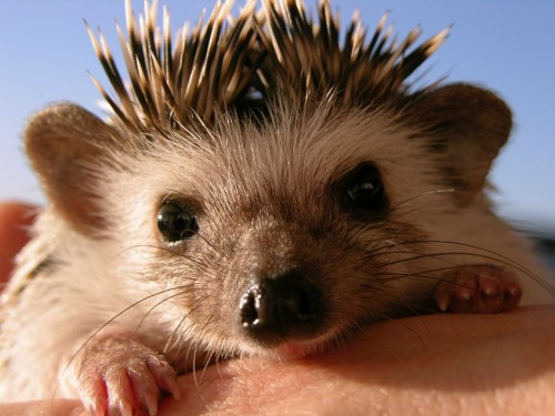 2004-3065franks-hedgehog.jpg